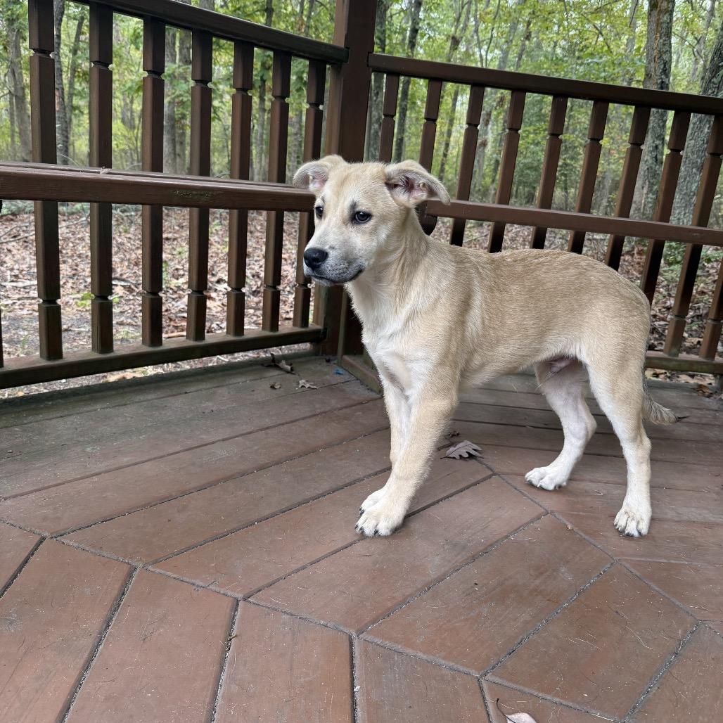 Enlarge Cooper, a Adoptable mixed breed in Hagerstown, MD image 1/3