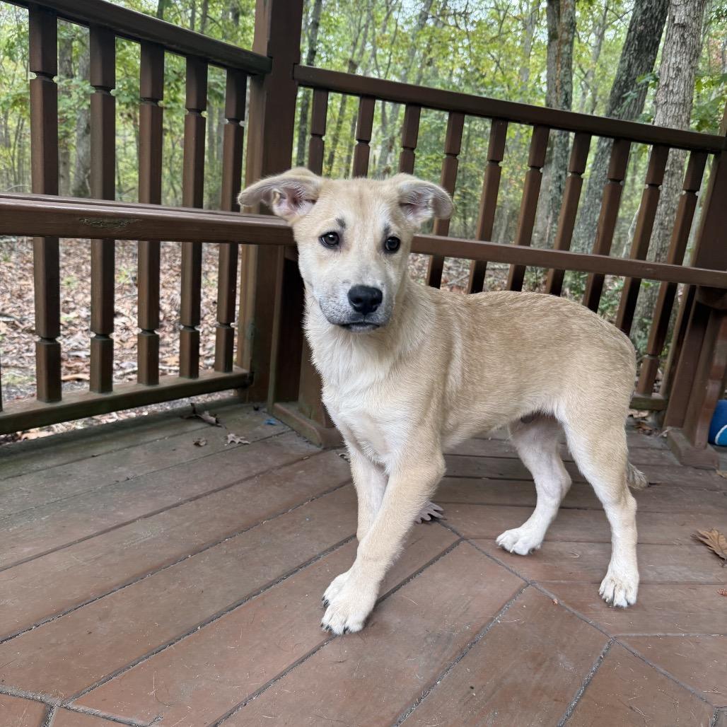 Enlarge Cooper, a Adoptable mixed breed in Hagerstown, MD image 2/3
