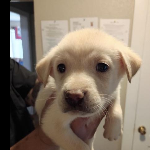 Enlarge Cooper, a Adoptable mixed breed in Hagerstown, MD image 3/3
