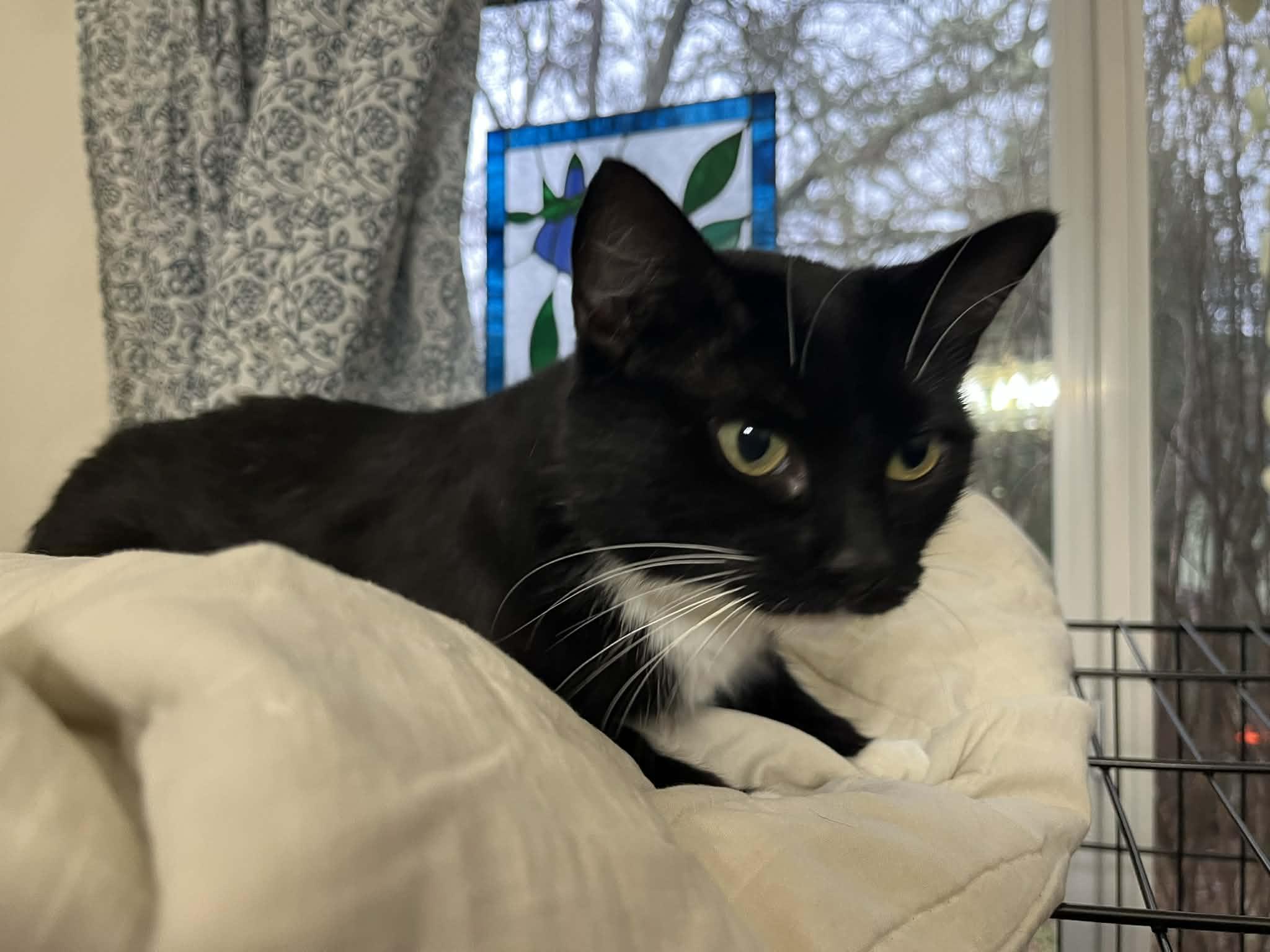 Willow, Adoptable, Adult Male Domestic Short Hair.