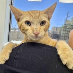 Enlarge Billie, a Adoptable mixed breed in Bullhead City, AZ image 1/2