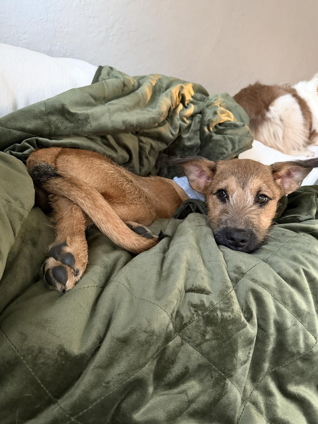 Enlarge Sammy, a ADOPTABLE mixed breed in Los Angeles, CA image 2/6