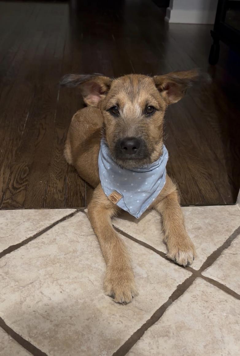 Enlarge Sammy, a ADOPTABLE mixed breed in Los Angeles, CA image 3/6