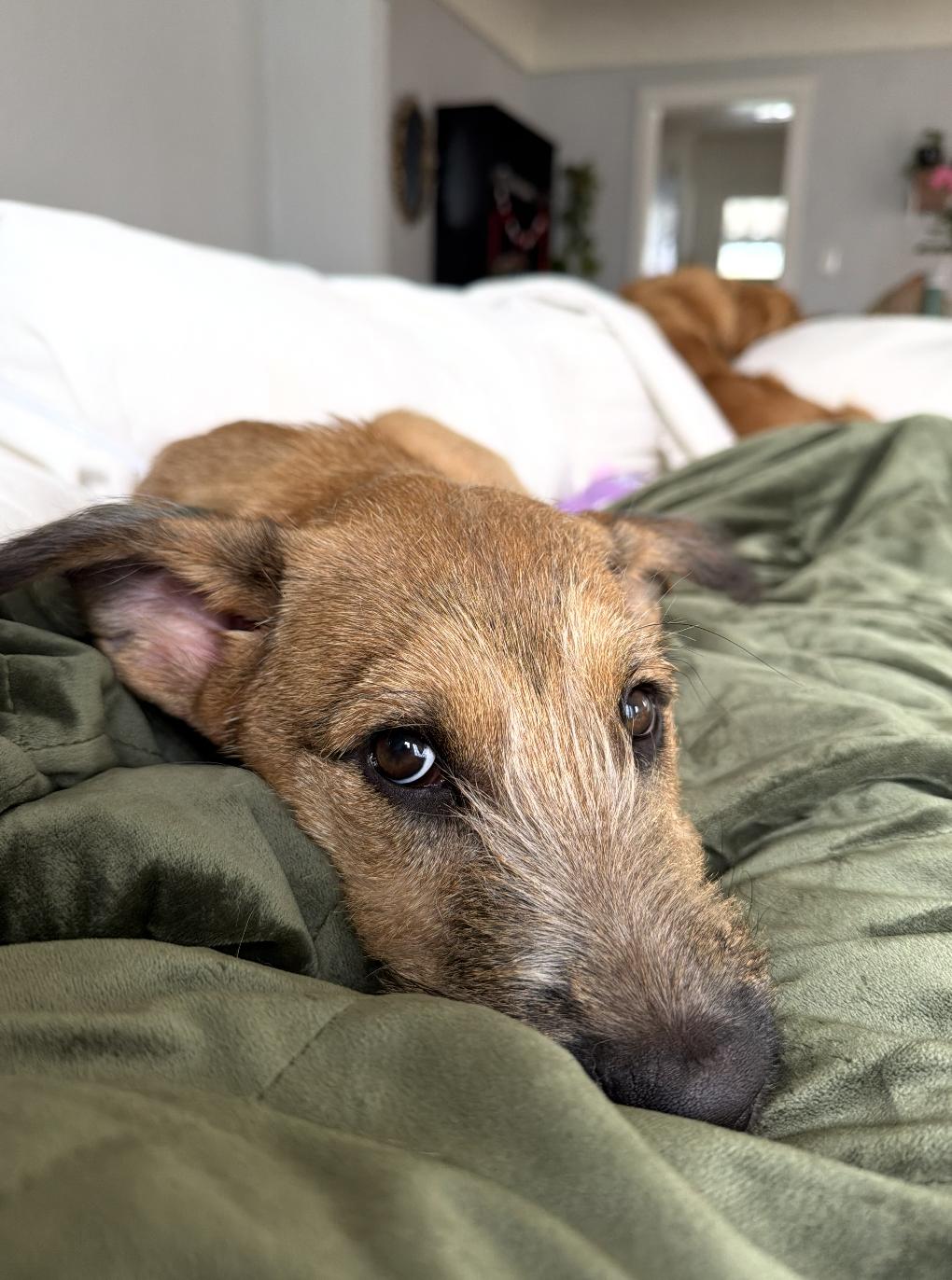 Enlarge Sammy, a ADOPTABLE mixed breed in Los Angeles, CA image 4/6
