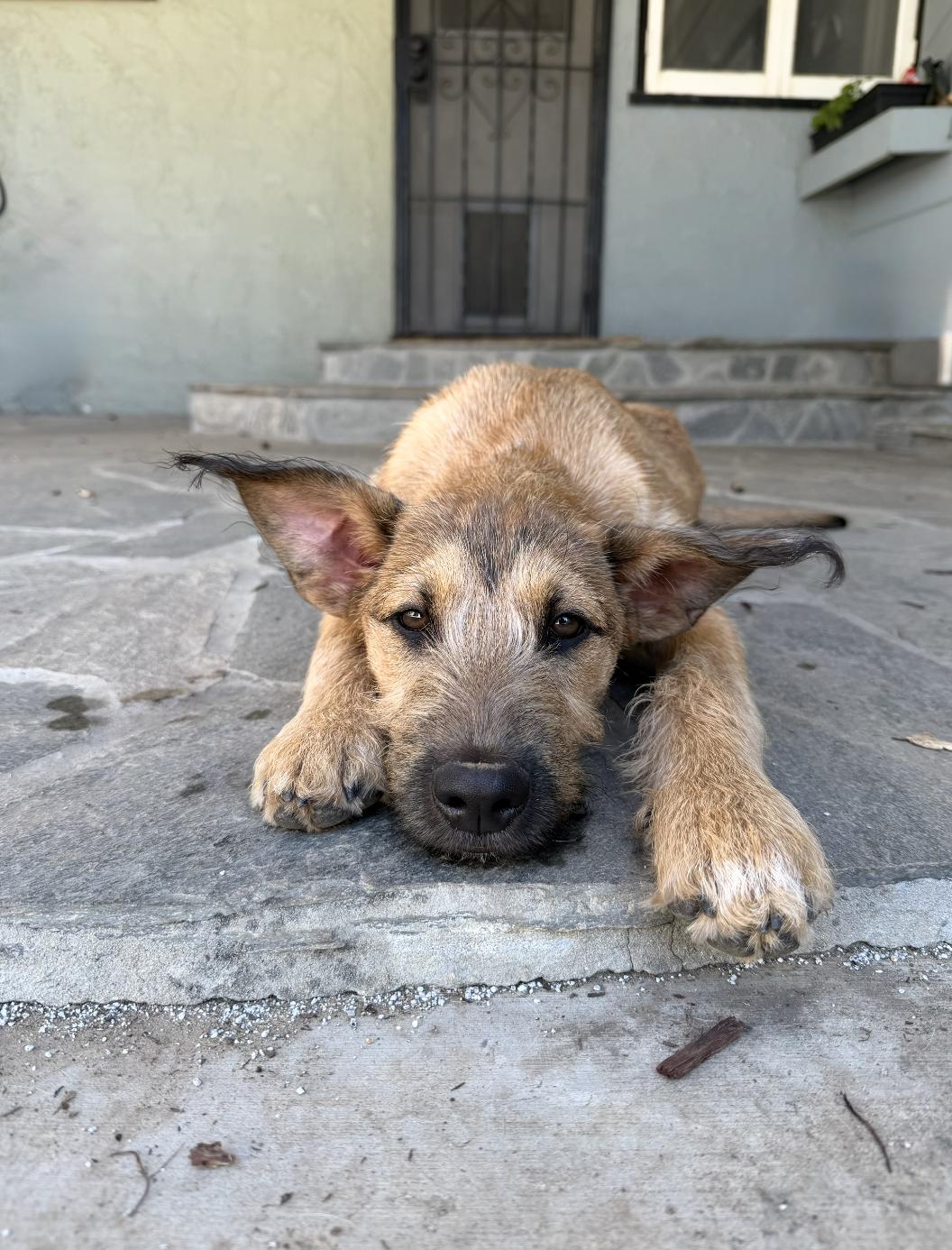 Enlarge Sammy, a ADOPTABLE mixed breed in Los Angeles, CA image 6/6