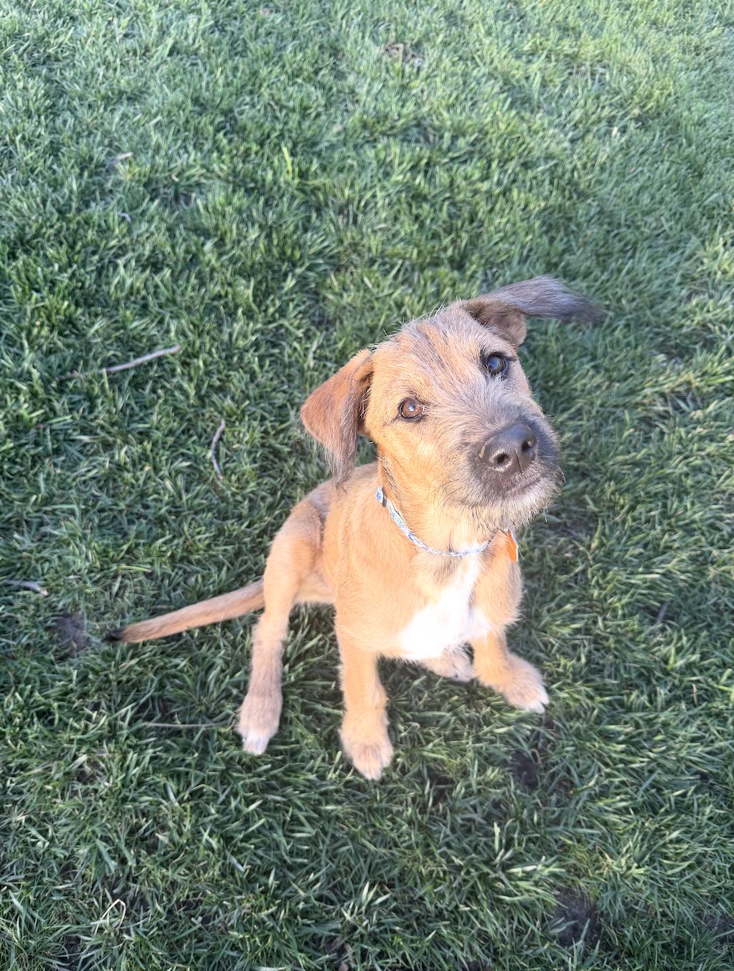 Enlarge Sammy, a ADOPTABLE mixed breed in Los Angeles, CA image 1/6