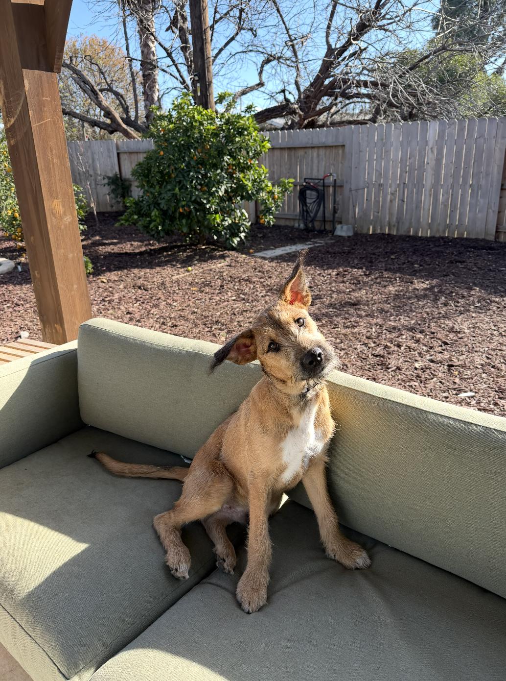 Enlarge Sammy, a ADOPTABLE mixed breed in Los Angeles, CA image 5/6