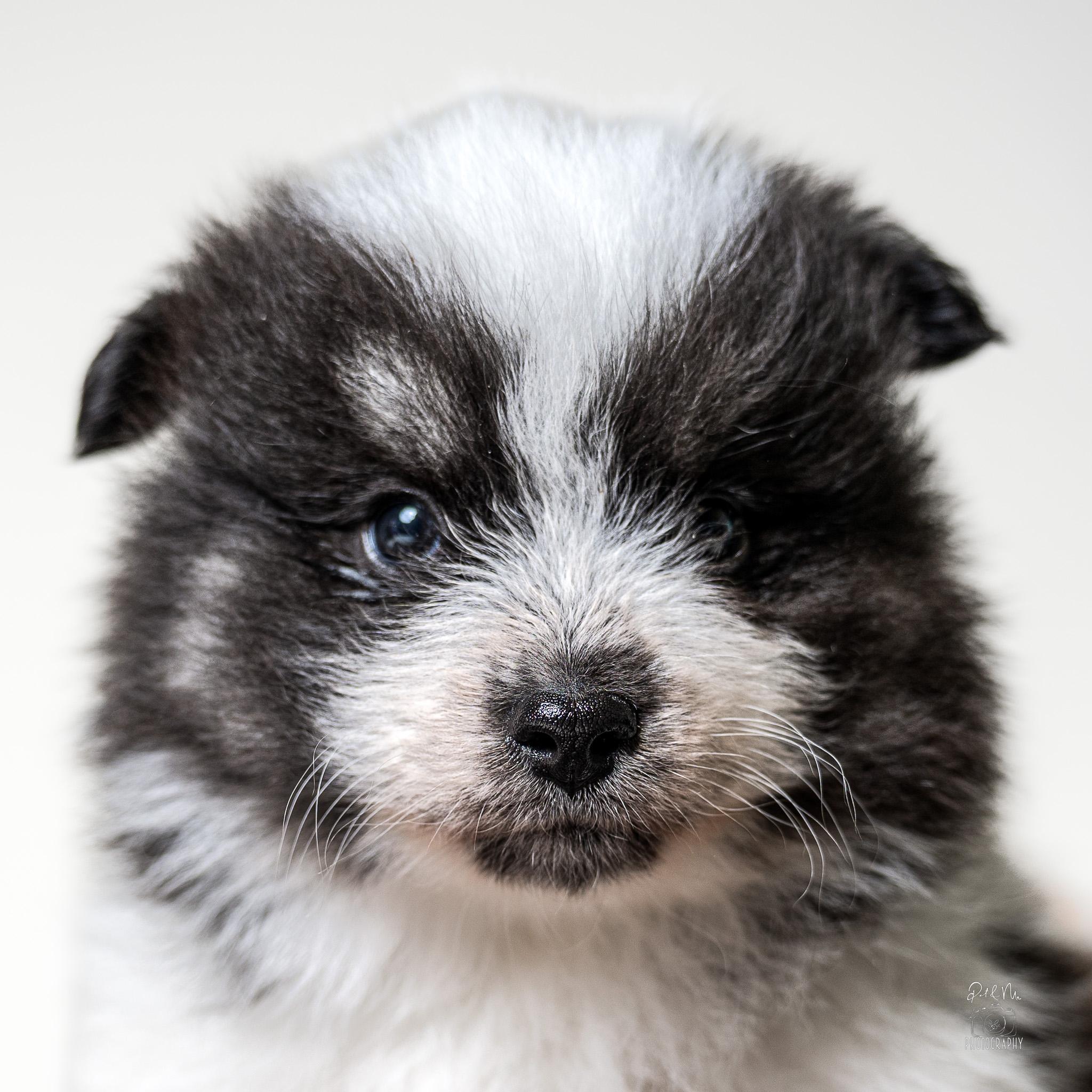Pua, adoptable, Puppy Male German Spitz & Pomeranian.