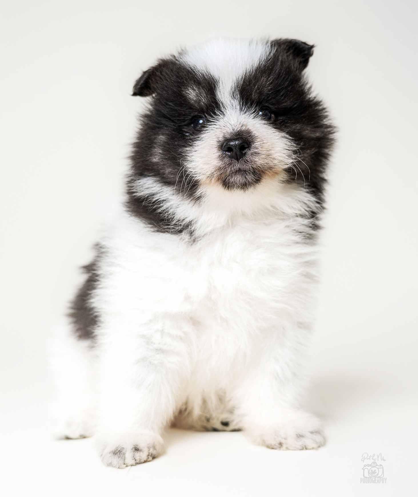 Enlarge Pua, an adoptable mixed breed in Itasca, IL image 3/3