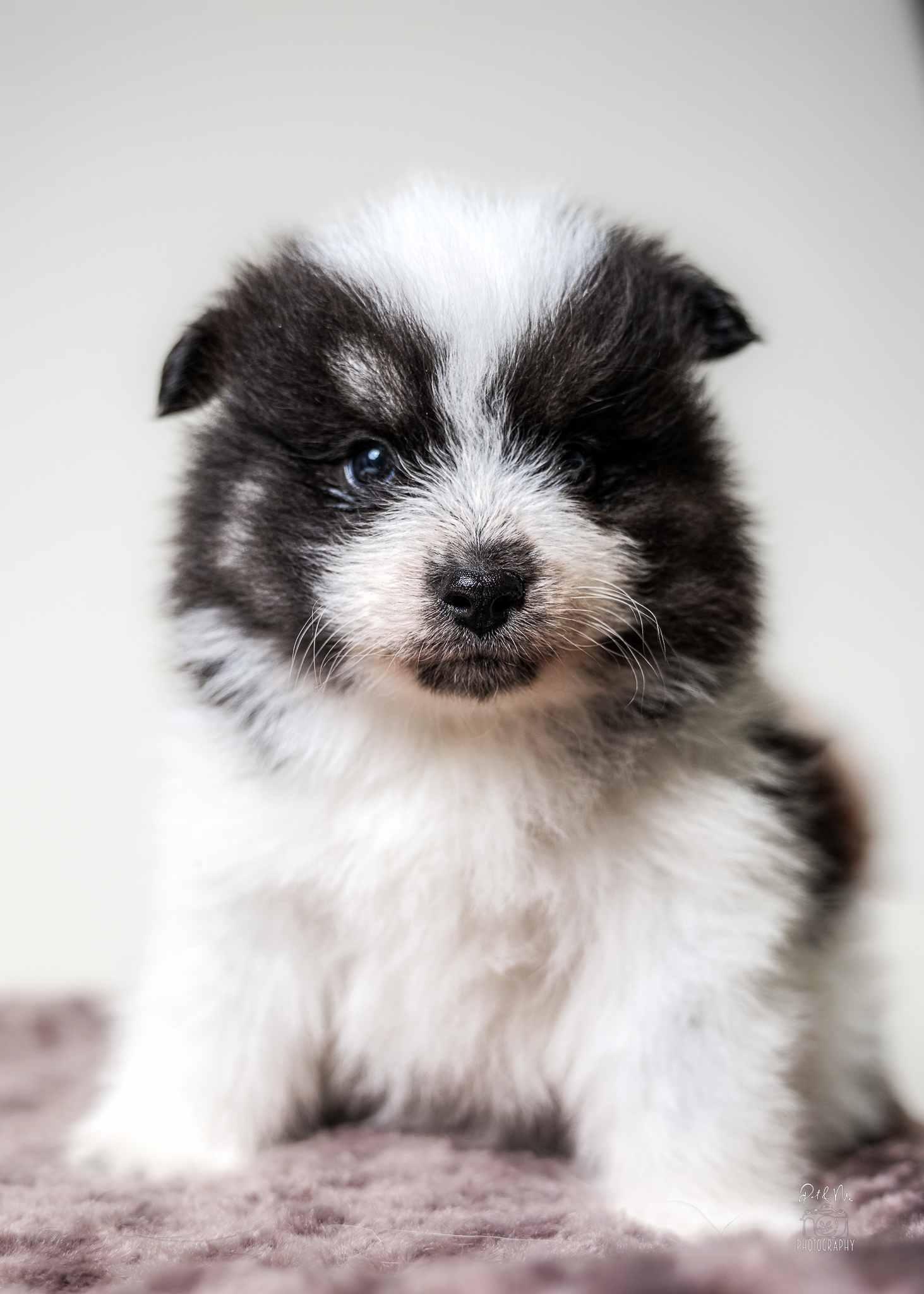 Enlarge Pua, an adoptable mixed breed in Itasca, IL image 2/3