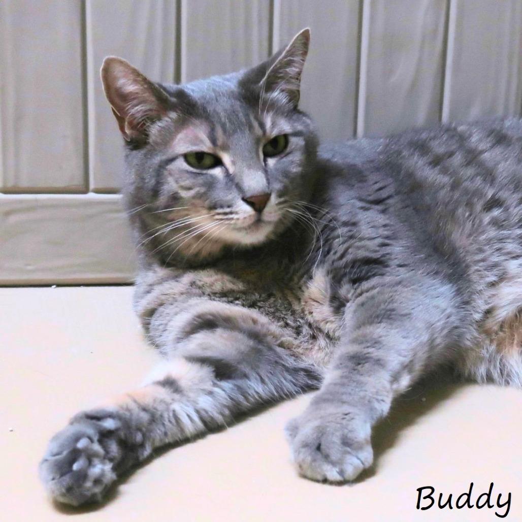 Buddy, Adoptable, Adult Male Domestic Short Hair.