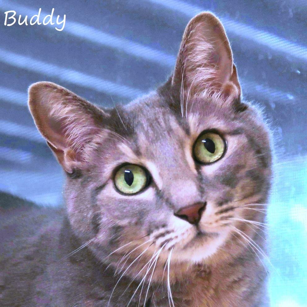 Enlarge Buddy, a Adoptable Domestic Short Hair in Yucaipa, CA image 2/6