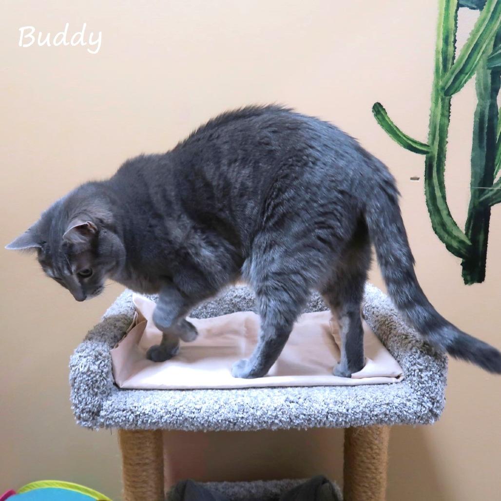 Enlarge Buddy, a Adoptable Domestic Short Hair in Yucaipa, CA image 3/6