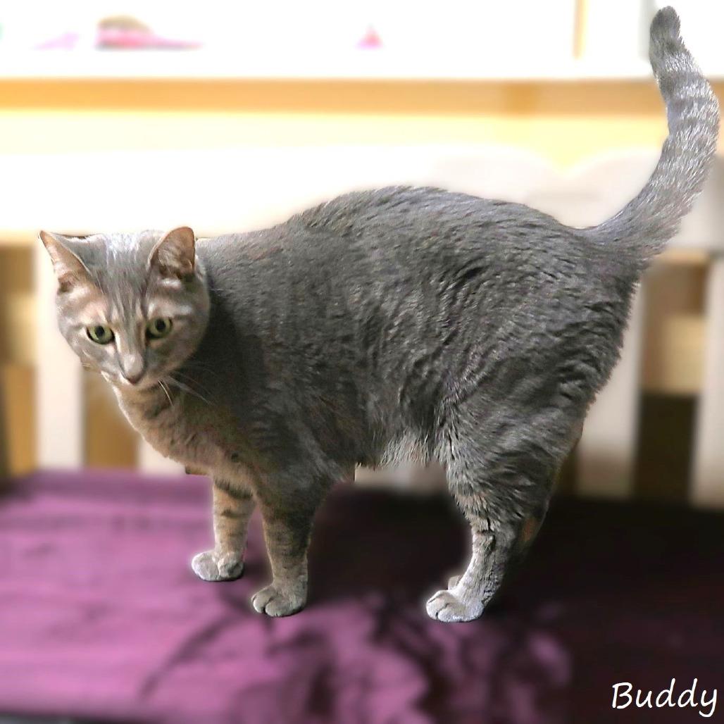 Enlarge Buddy, a Adoptable Domestic Short Hair in Yucaipa, CA image 4/6