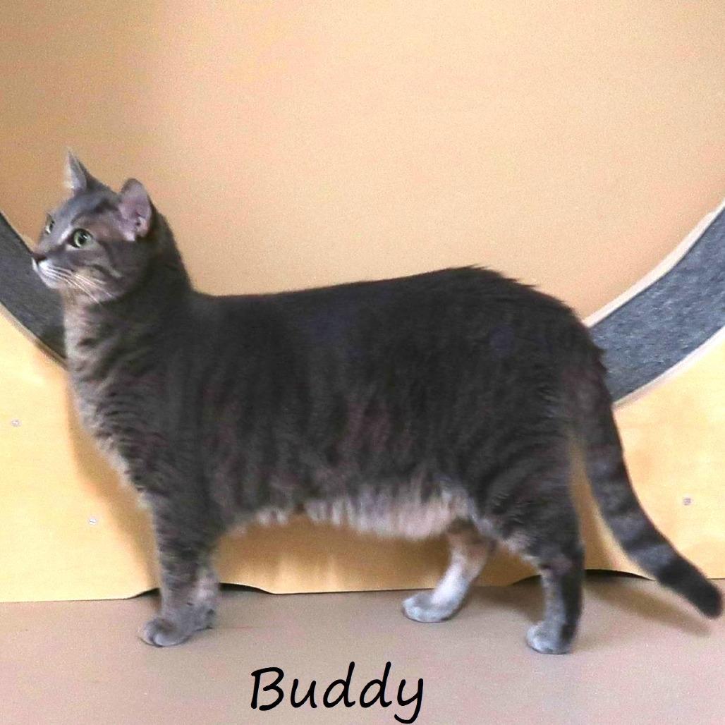 Enlarge Buddy, a Adoptable Domestic Short Hair in Yucaipa, CA image 5/6