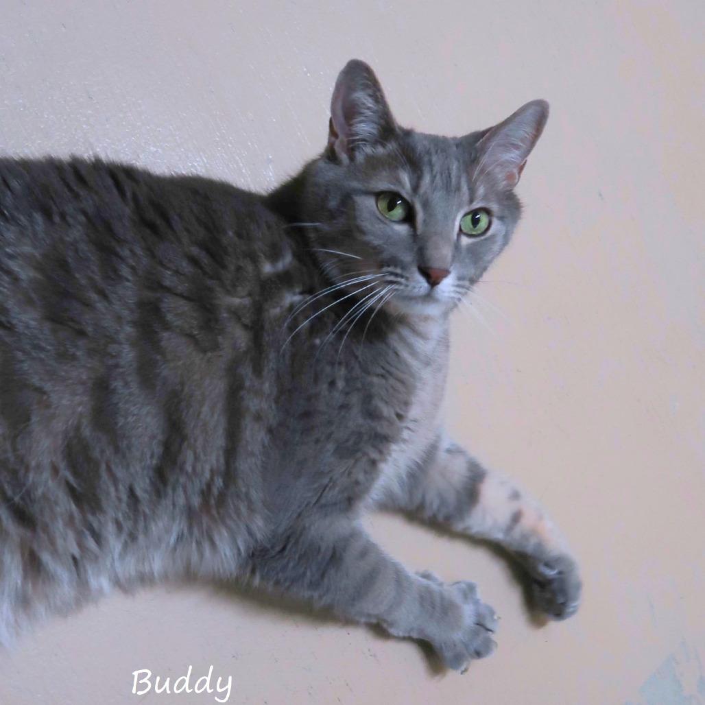 Enlarge Buddy, a Adoptable Domestic Short Hair in Yucaipa, CA image 6/6