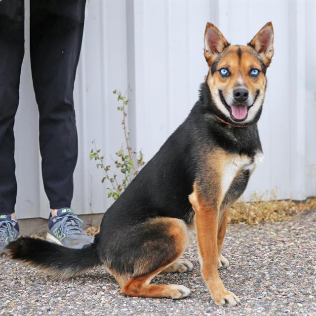 EBONY, Adoptable, Adult Male Husky & Mixed Breed.