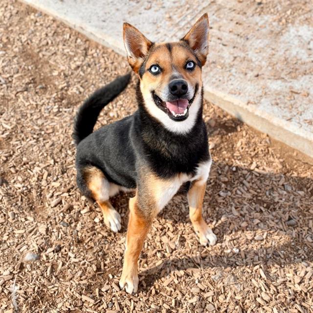 Enlarge EBONY, a Adoptable mixed breed in Albuquerque, NM image 1/2
