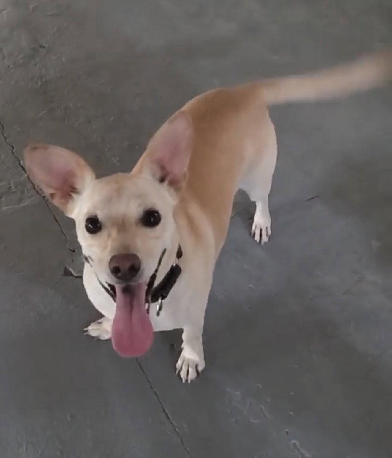 Enlarge Tanner, a Adoptable Terrier in Farmerville, LA image 1/1