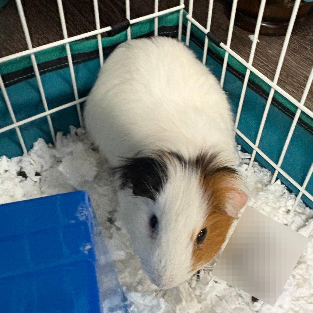 Baxter, Adoptable, Young Male Guinea Pig.