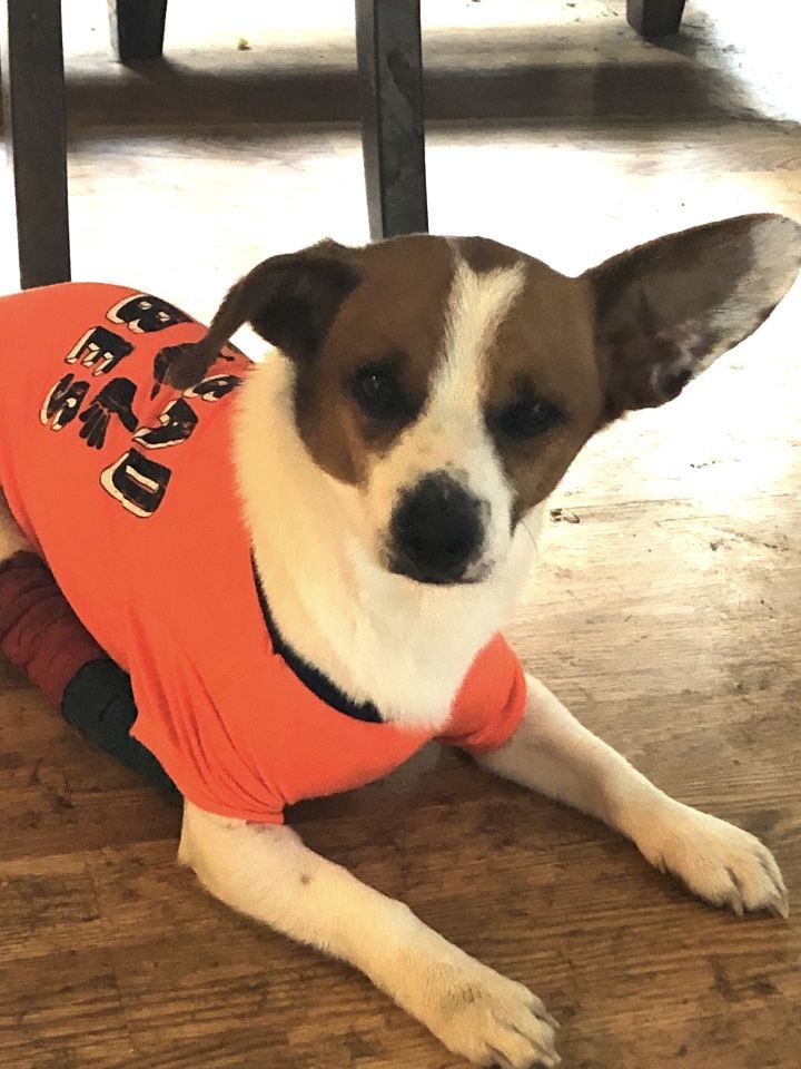 Bugsy J., a Adoptable mixed breed in San Francisco, CA image 1/11