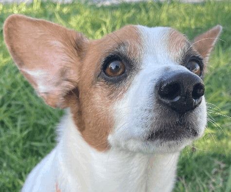 Bugsy J., a Adoptable mixed breed in San Francisco, CA image 2/11