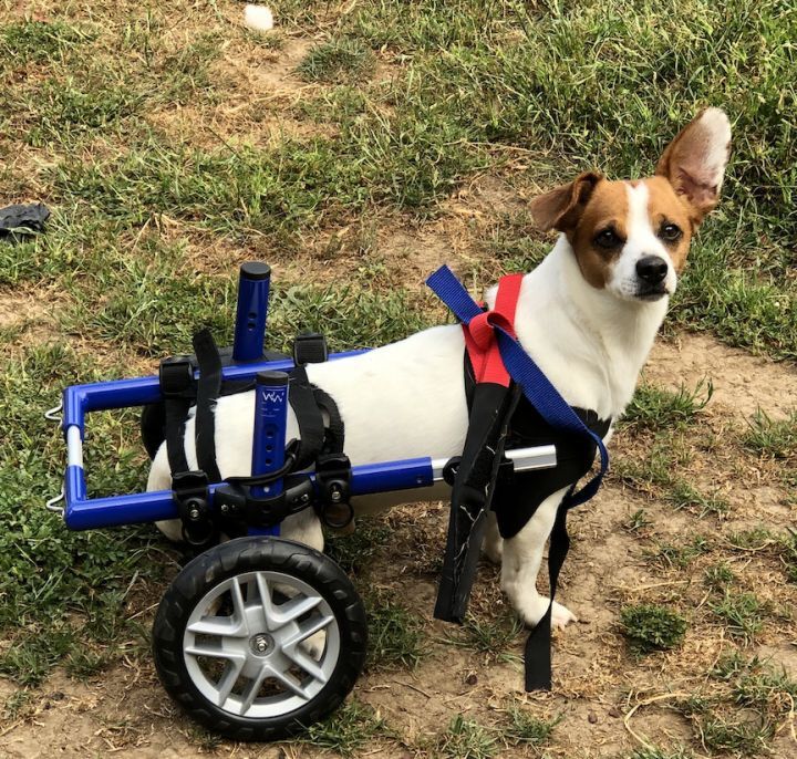 Bugsy J., a Adoptable mixed breed in San Francisco, CA image 3/11