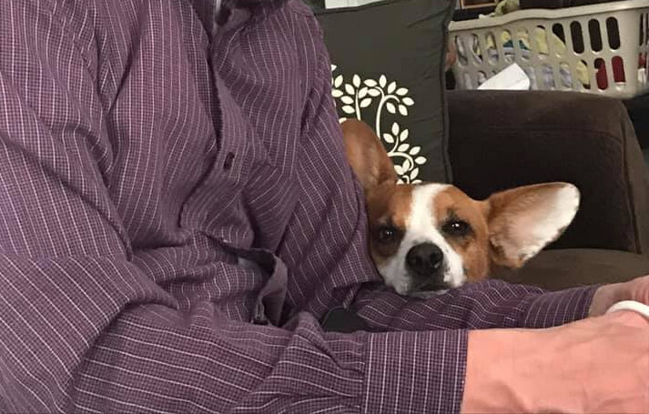 Bugsy J., a Adoptable mixed breed in San Francisco, CA image 4/11