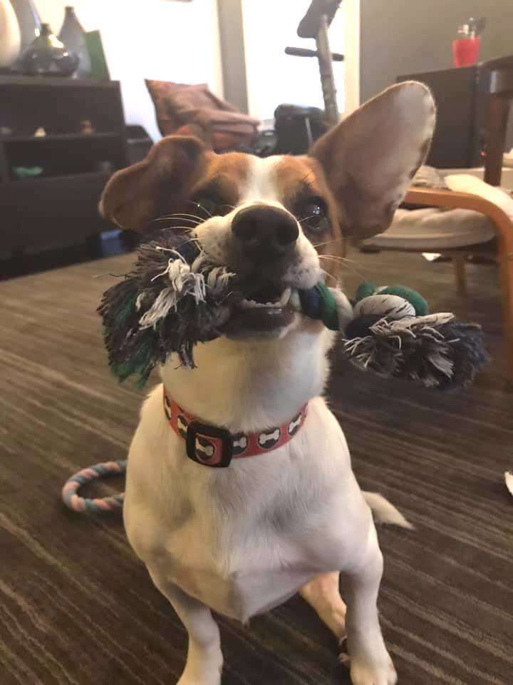 Bugsy J., a Adoptable mixed breed in San Francisco, CA image 5/11