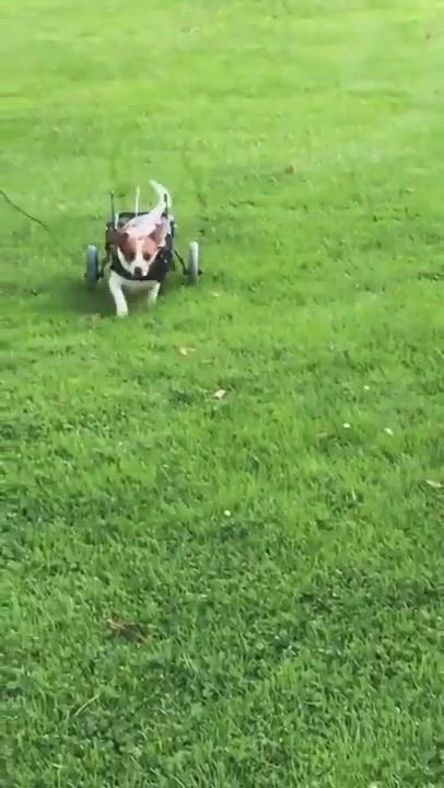 Enlarge Bugsy J., a Adoptable mixed breed in San Francisco, CA video 11/11