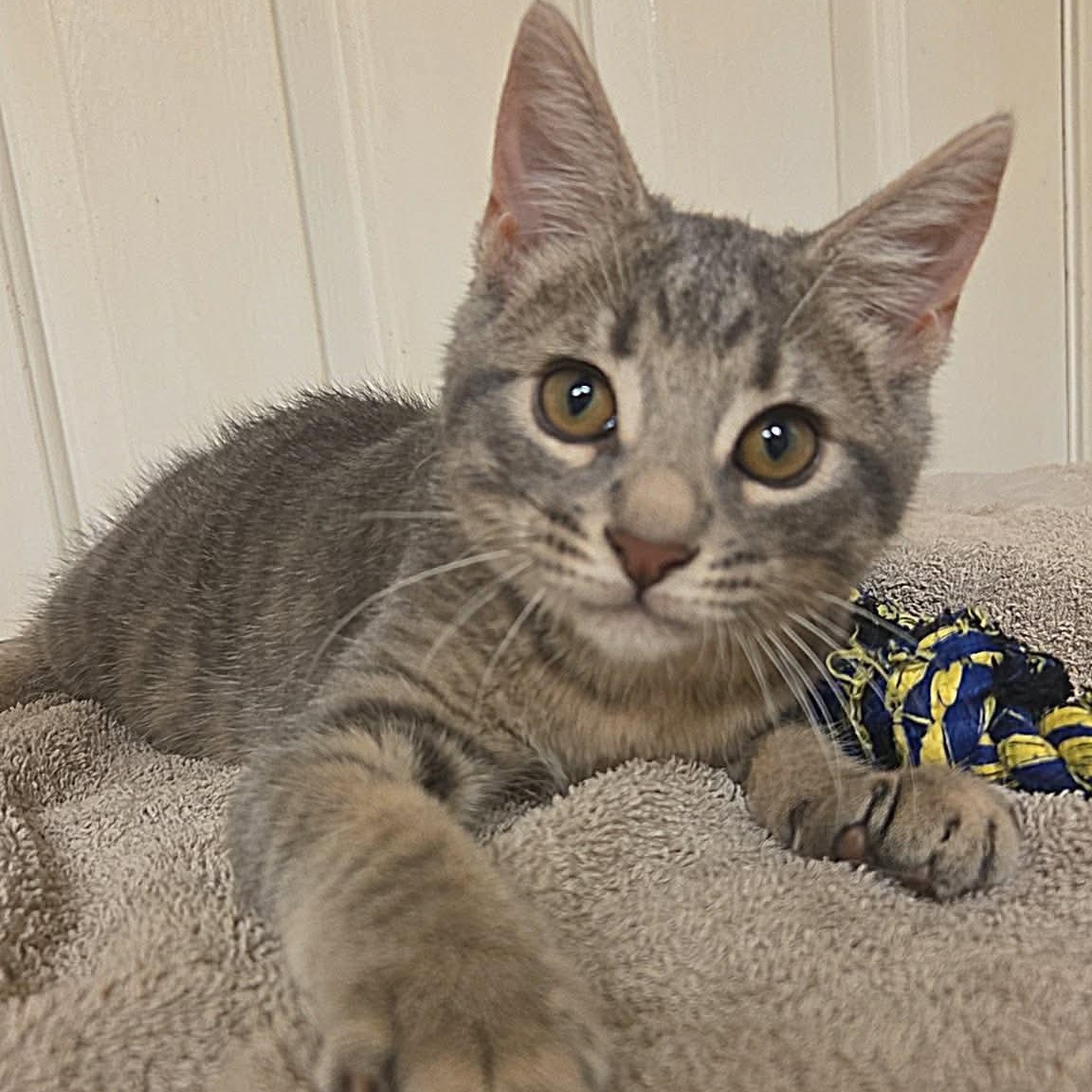 Enlarge Scooter, a Adoptable American Shorthair in Fort Payne, AL image 1/2