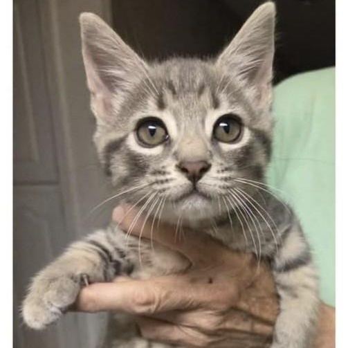 Enlarge Scooter, a Adoptable American Shorthair in Fort Payne, AL image 2/2