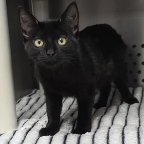 Enlarge Onyx, an adopted Domestic Short Hair in Orange, VA image 1/1