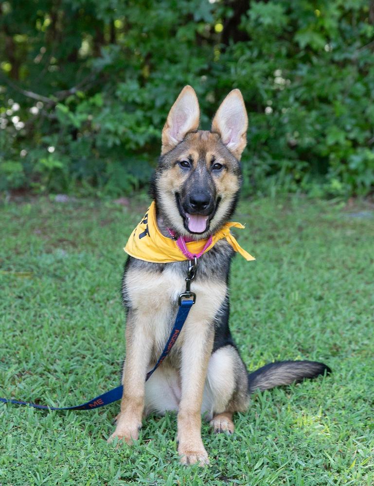 Enlarge Britney, a Adoptable German Shepherd Dog in Dacula, GA image 1/6