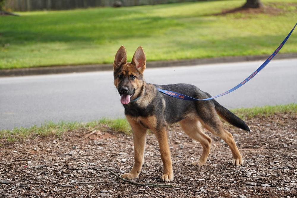Enlarge Britney, a Adoptable German Shepherd Dog in Dacula, GA image 2/6