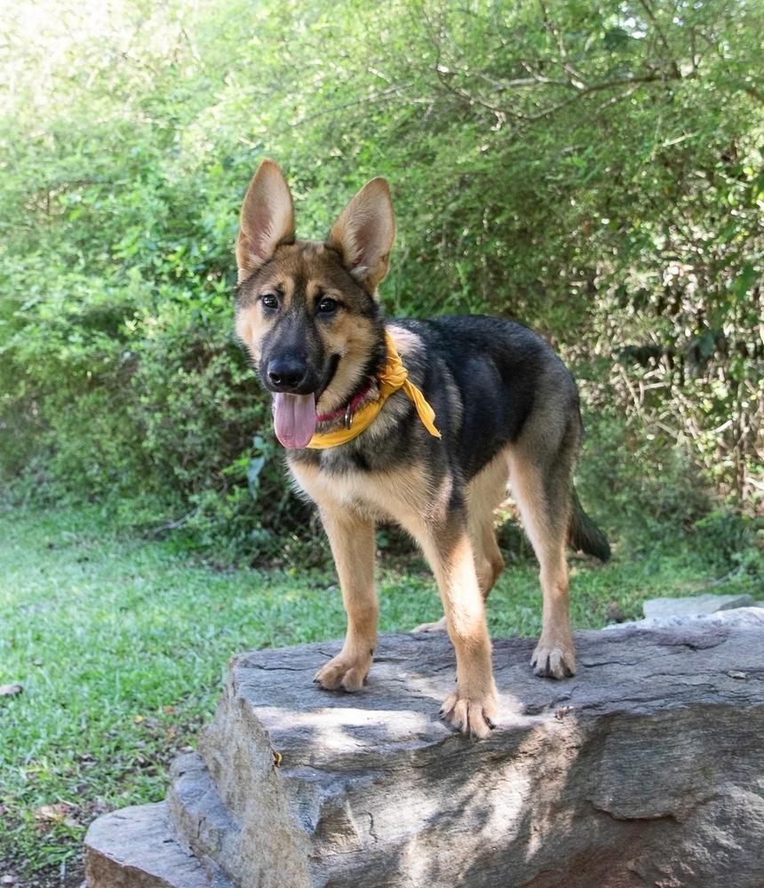 Enlarge Britney, a Adoptable German Shepherd Dog in Dacula, GA image 3/6
