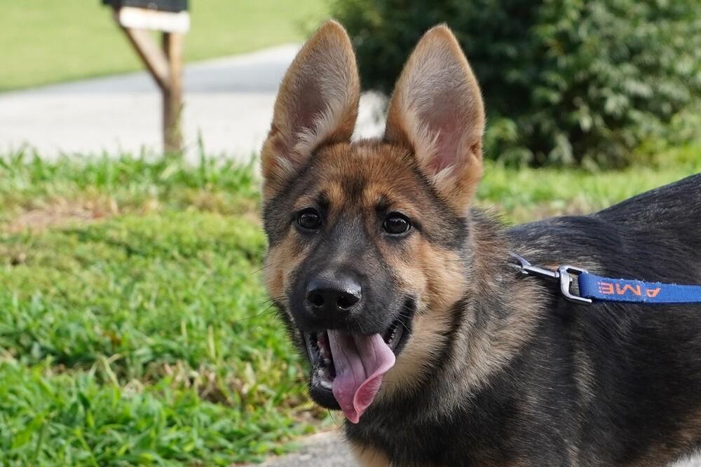 Enlarge Britney, a Adoptable German Shepherd Dog in Dacula, GA image 4/6
