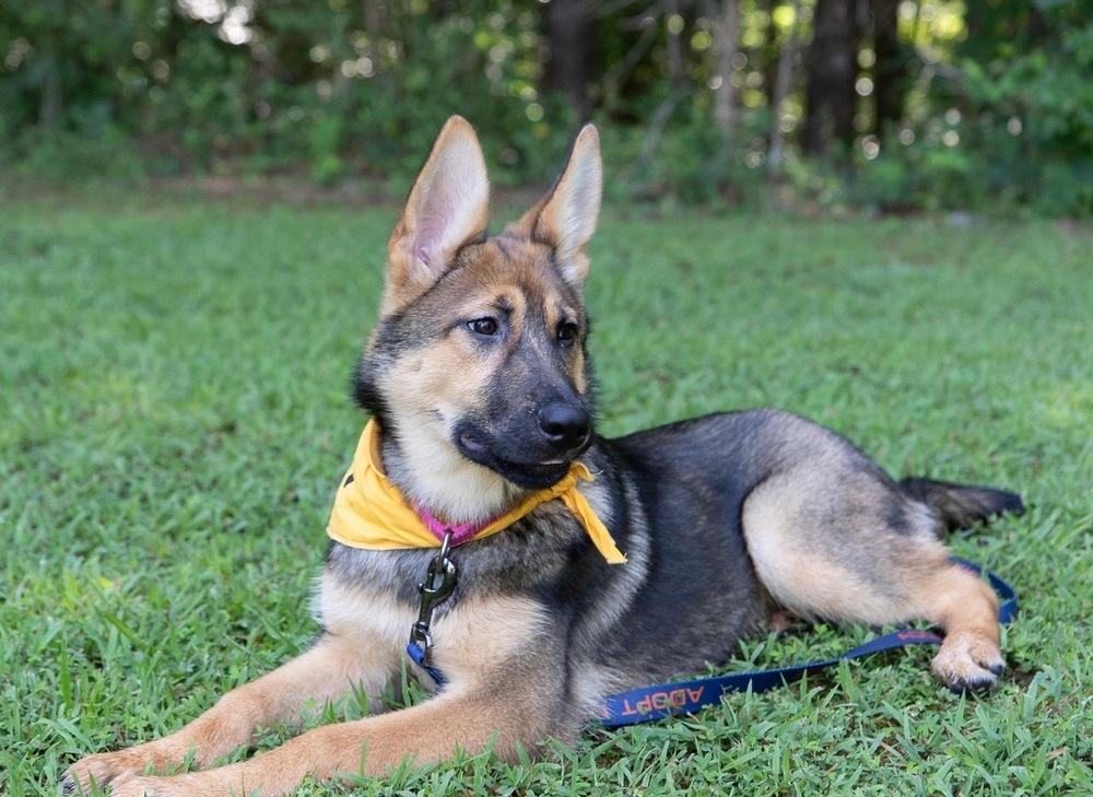 Enlarge Britney, a Adoptable German Shepherd Dog in Dacula, GA image 5/6