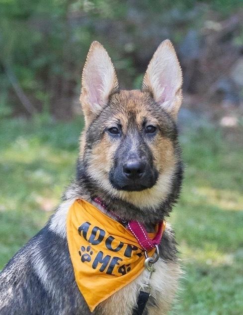 Enlarge Britney, a Adoptable German Shepherd Dog in Dacula, GA image 6/6