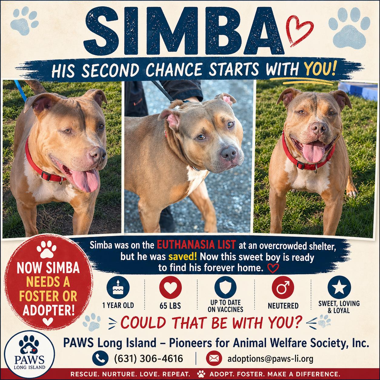 SIMBA, ADOPTABLE, Young Male American Staffordshire Terrier.
