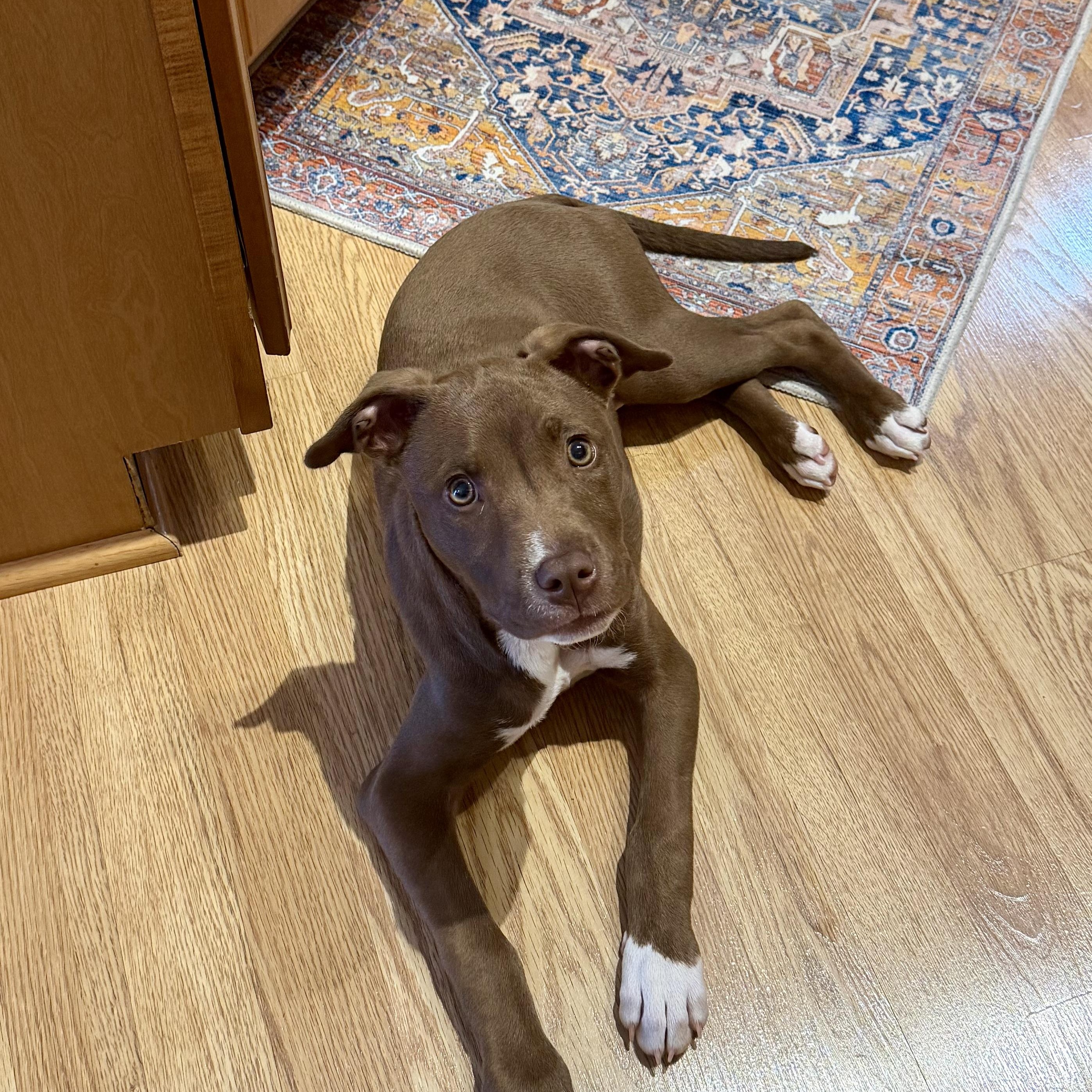 Enlarge Joe Joe, a ADOPTABLE mixed breed in Rock Hill, SC image 5/5