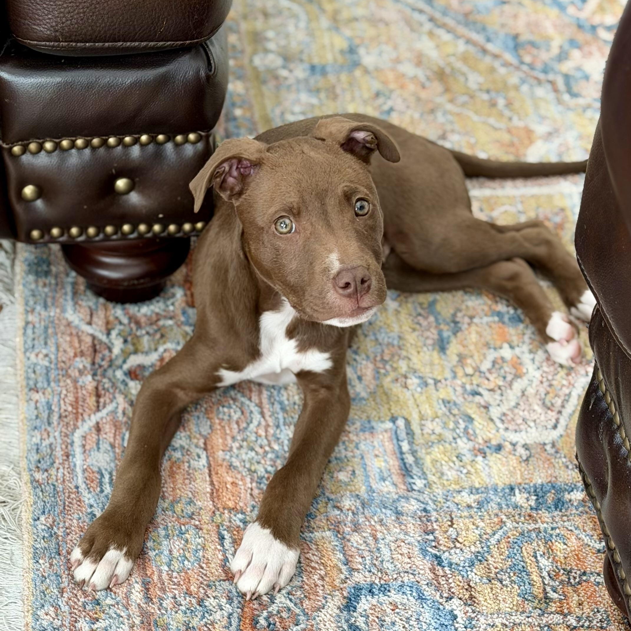 Joe Joe, ADOPTABLE, Puppy Male Pit Bull Terrier & Mixed Breed.