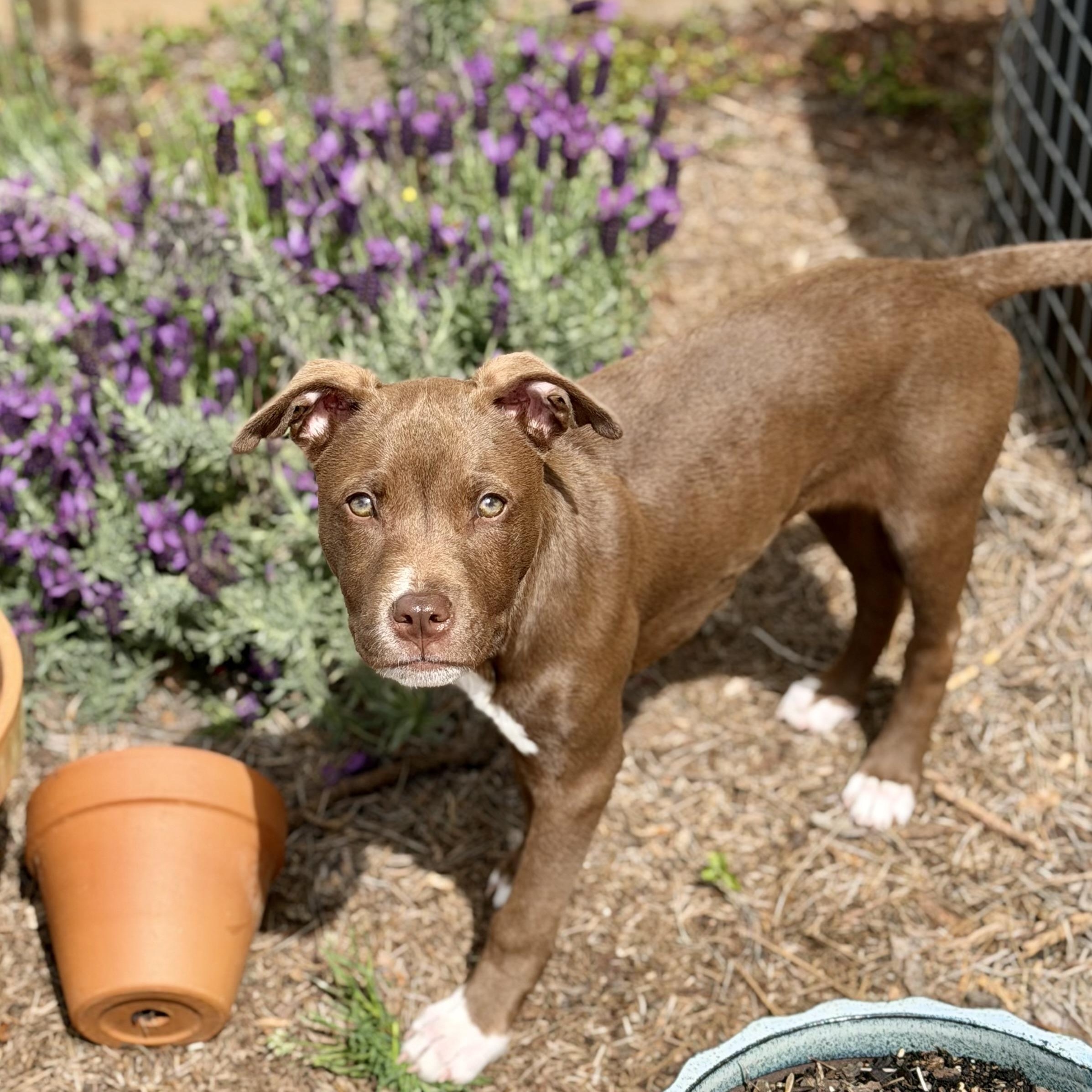 Enlarge Joe Joe, a ADOPTABLE mixed breed in Rock Hill, SC image 3/5