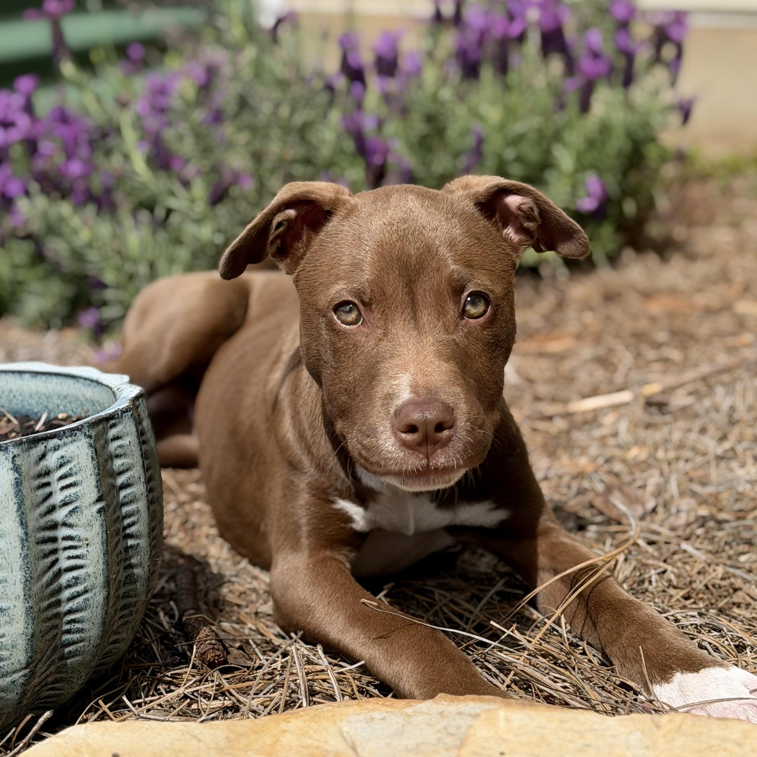 Enlarge Joe Joe, a ADOPTABLE mixed breed in Rock Hill, SC image 2/5