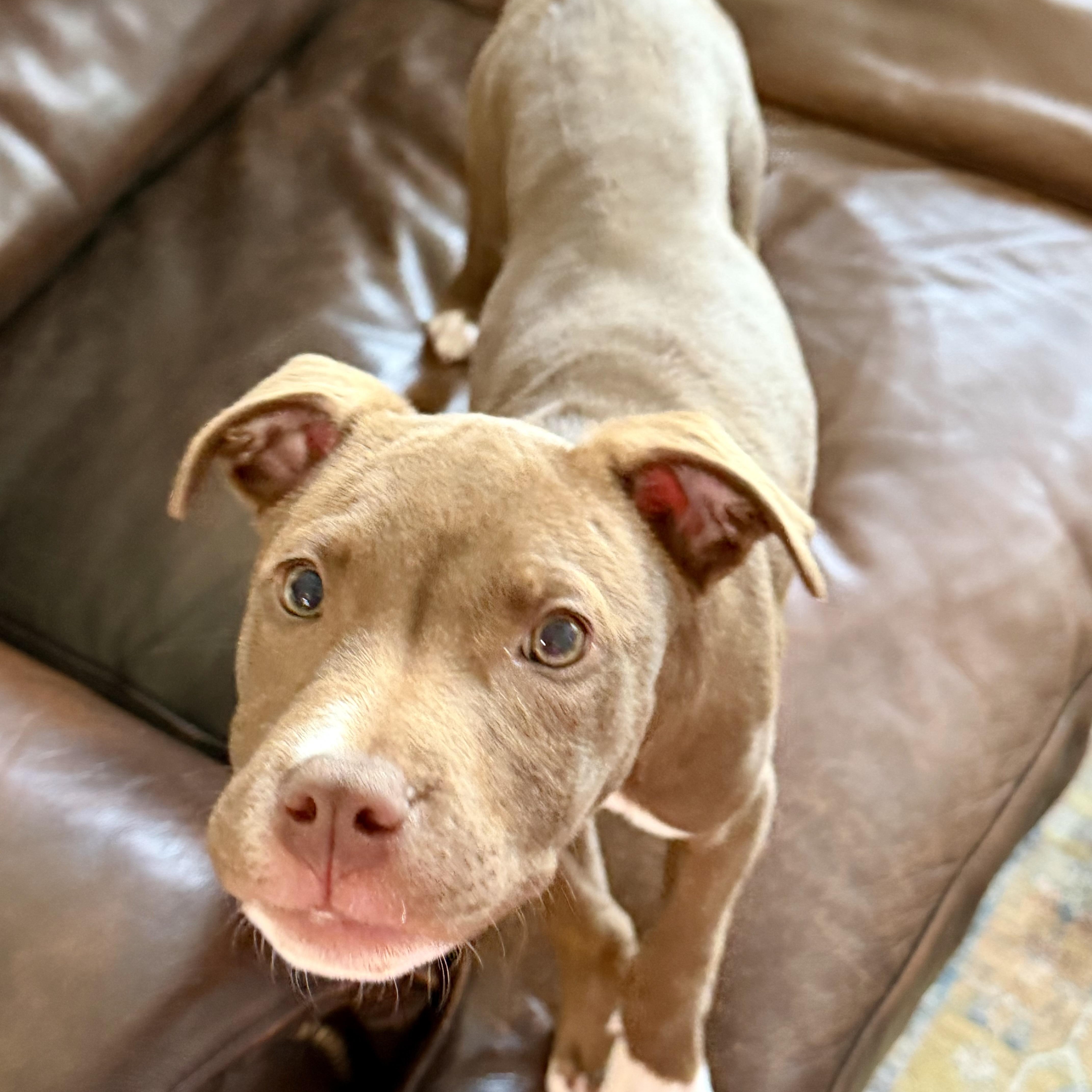 Enlarge Joe Joe, a ADOPTABLE mixed breed in Rock Hill, SC image 4/5