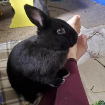 Enlarge Benji, a Adoptable Silver Fox in Kalamazoo, MI image 2/6