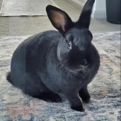 Enlarge Benji, a Adoptable Silver Fox in Kalamazoo, MI image 4/6
