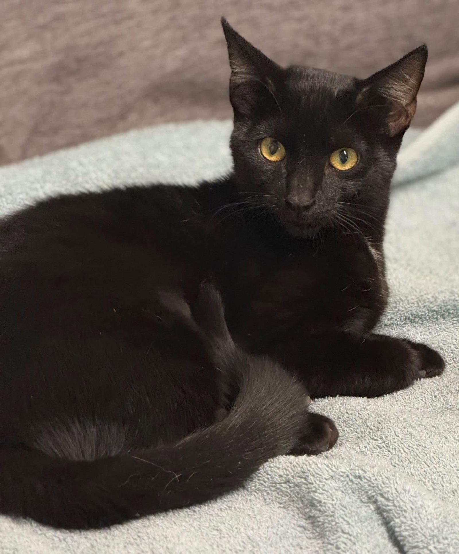 Claw-Dia, Adoptable, Adult Female American Shorthair.
