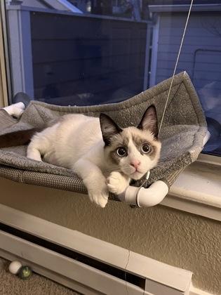 Mikey, a Adoptable mixed breed in Hillsboro, OR image 1/2