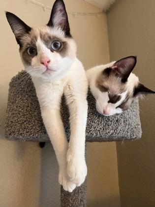 Mikey, a Adoptable mixed breed in Hillsboro, OR image 2/2